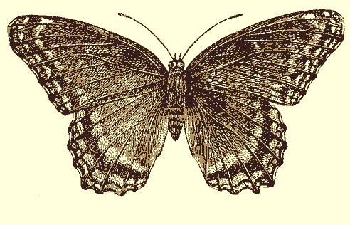 sepia-butterfly