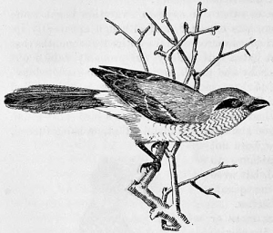 Vintage Bird Drawing 12