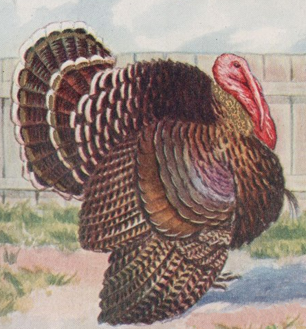 wild turkey color drawings