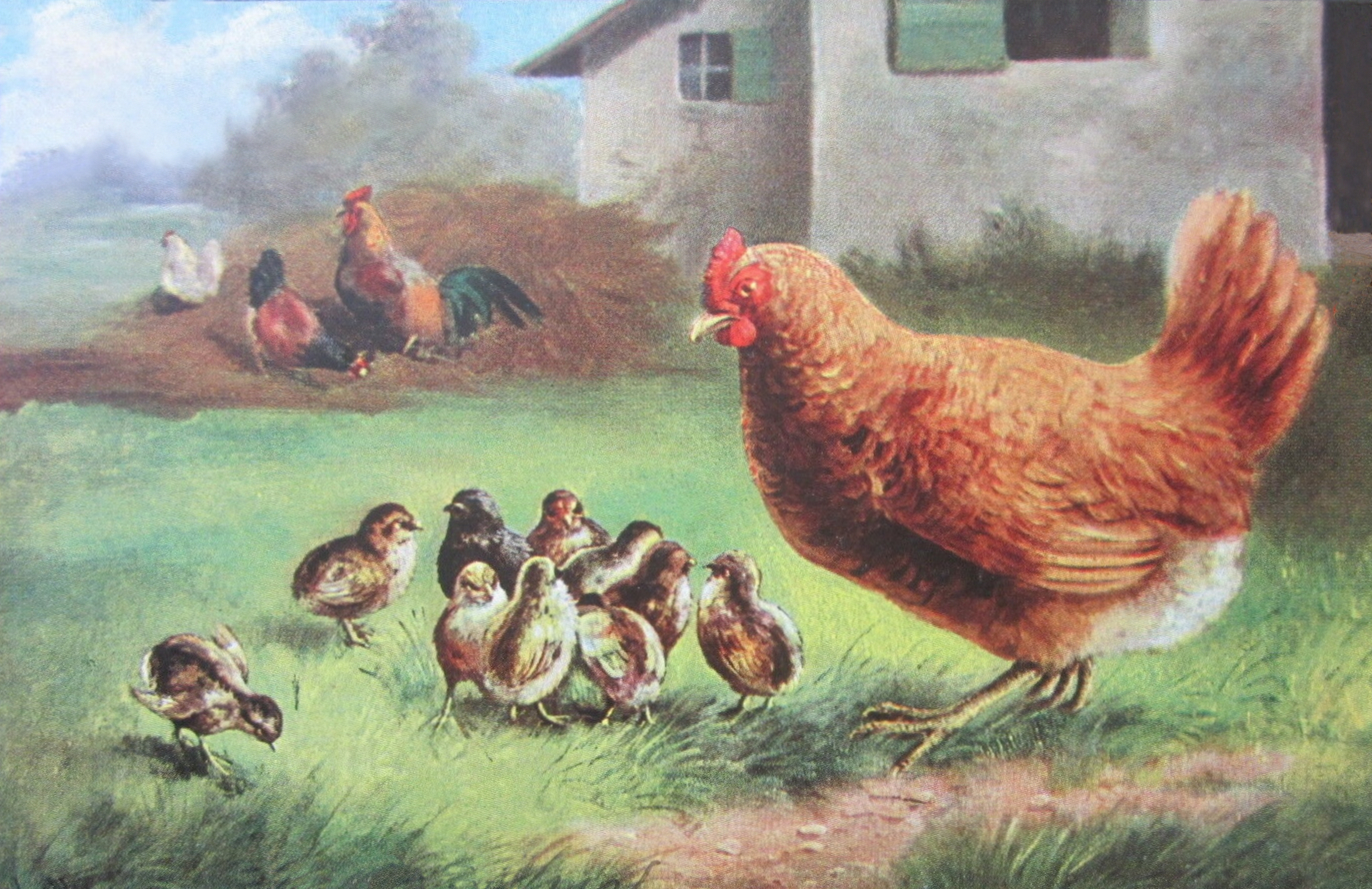 chicken illustration vintage